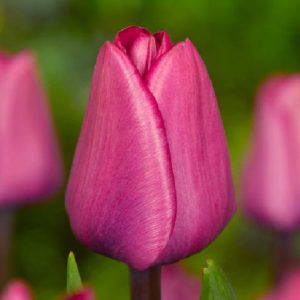 Роза лимбо: чайно гибридная, фото, описание, уход и выращивание