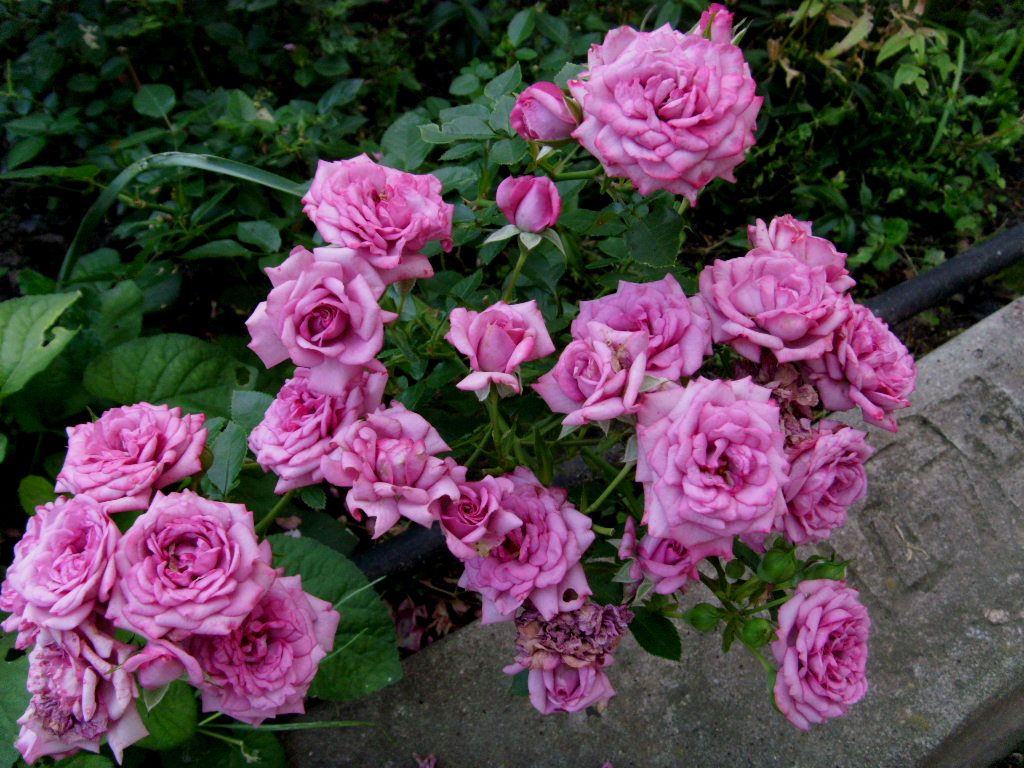 роза лавендер джевел